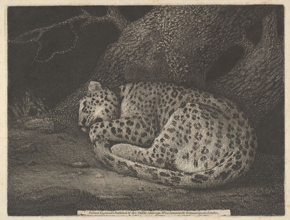 A Sleeping Leopard, George Stubbs, Soft-ground etching with roulette work; second state of two