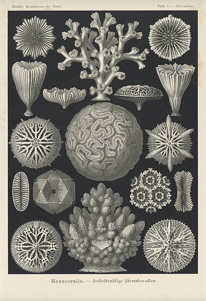 Ernst Haeckel, "Hexacoralla. — Sechsstrahlige Sternkorallen," Kunstformen der Natur (Leipzig and Vienna: Verlag des Bibliographischen Instituts, 1904), Lithograph