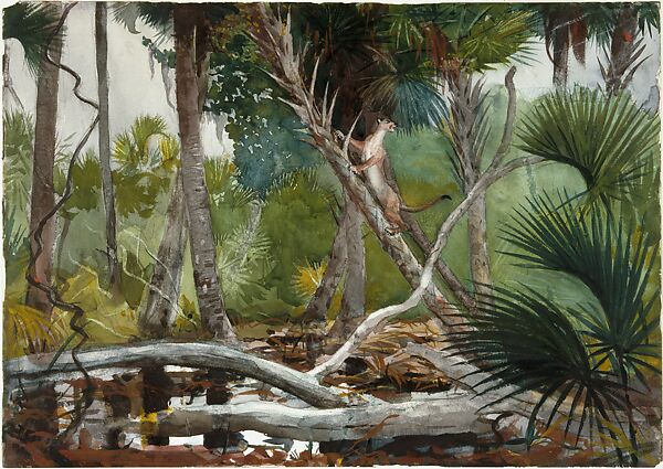 In the Jungle, Florida, Winslow Homer, Watercolor and graphite on paper, American