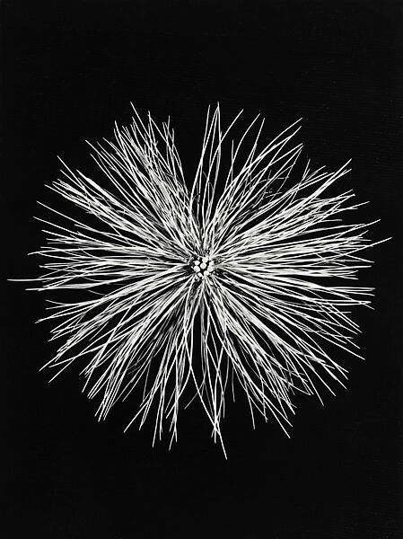[Pine Needle Tuft], Hilla Becher, Gelatin silver print