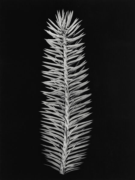 [Spruce Branch], Hilla Becher, Gelatin silver print