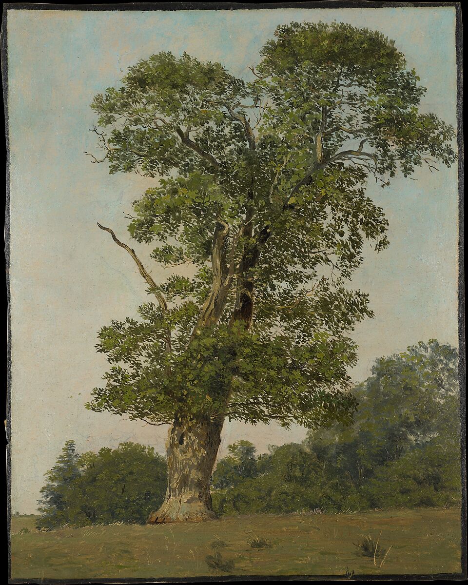 A Large Oak, Lorenz Frølich, Oil on paper