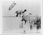 Mallards Alighting, Frank W. Benson (American, Salem, Massachusetts 1862–1951 Salem, Massachusetts), Watercolor and graphite on white wove paper, American