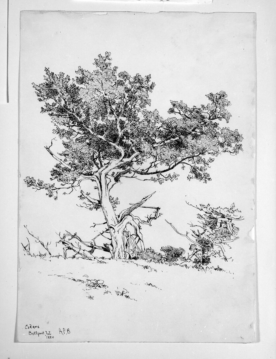 Cedars, Bellport, Long Island, Andrew Fisher Bunner (1841–1897), Black ink and graphite traces on off-white wove paper, American