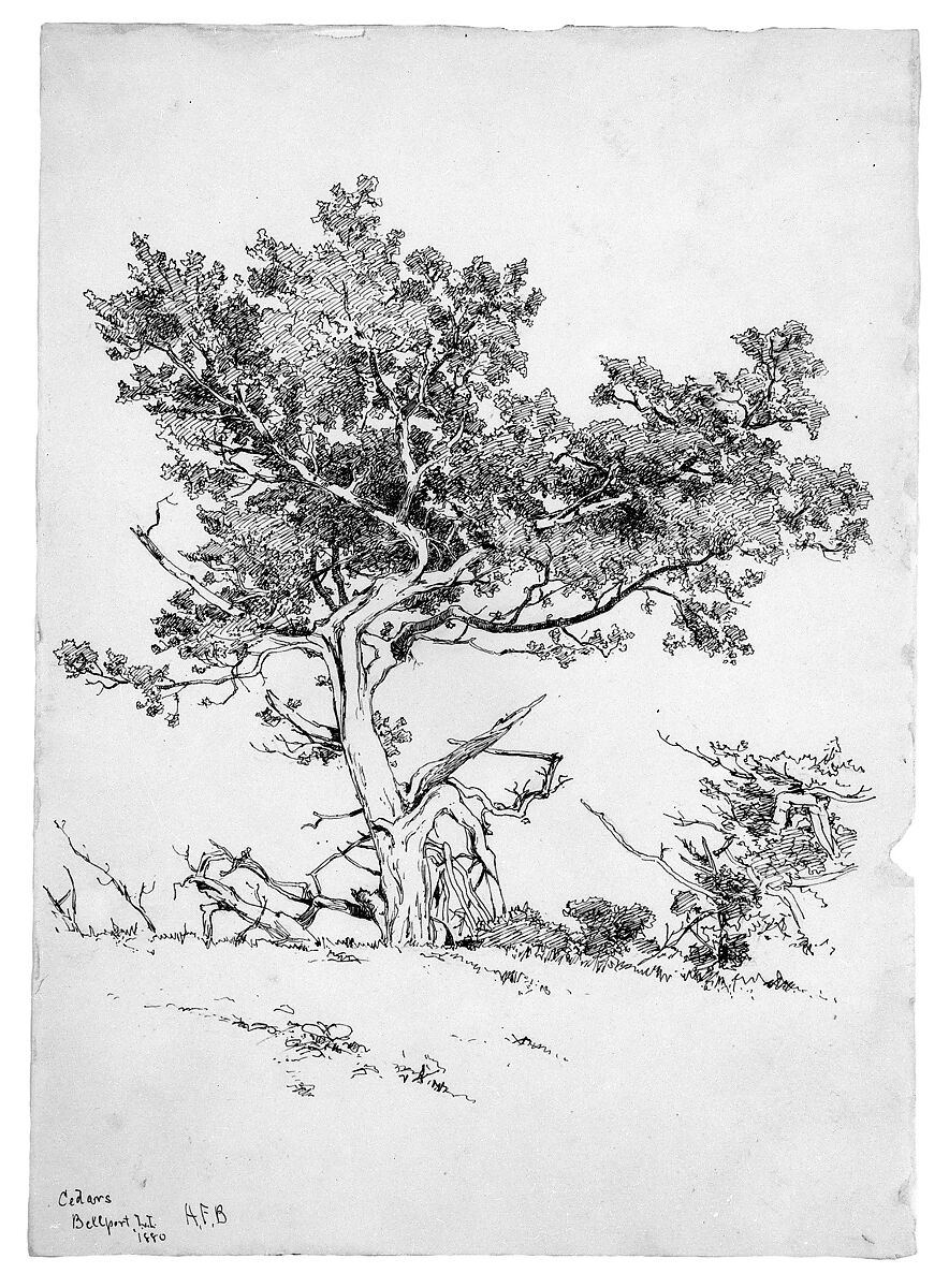 Cedars, Bellport, Long Island, Andrew Fisher Bunner (1841–1897), Black ink and graphite traces on off-white wove paper, American 