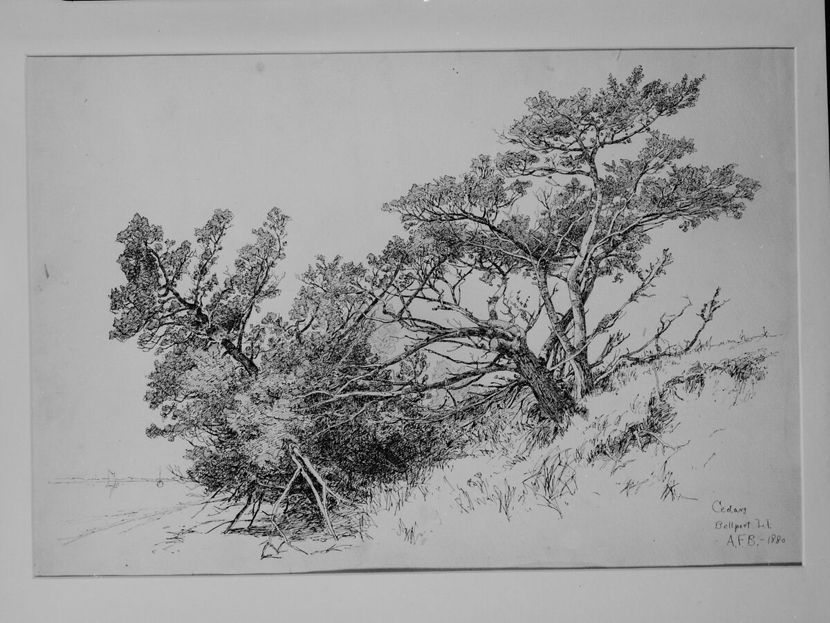 Cedars, Bellport, Long Island, Andrew Fisher Bunner (1841–1897), Black ink and graphite traces on off-white wove paper, American