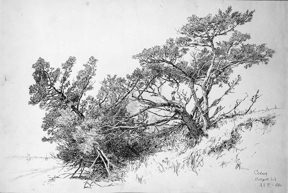 Cedars, Bellport, Long Island, Andrew Fisher Bunner (1841–1897), Black ink and graphite traces on off-white wove paper, American 