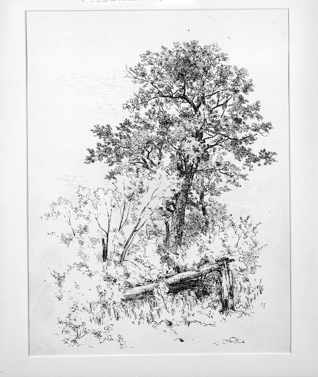 Sugar Maple, Adirondacks, Andrew Fisher Bunner (1841–1897), Black ink and graphite traces on off-white wove paper, American