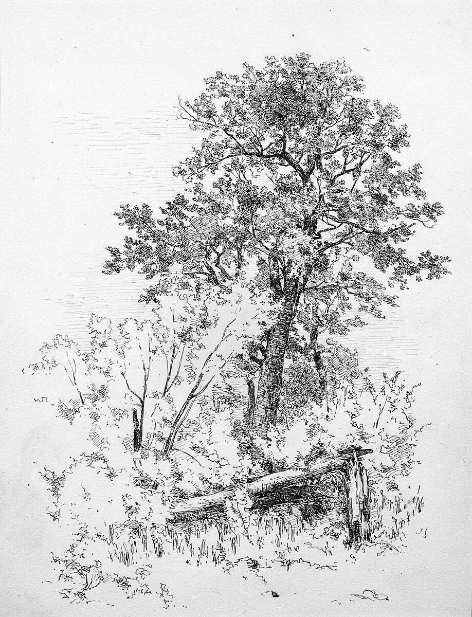 Sugar Maple, Adirondacks, Andrew Fisher Bunner (1841–1897), Black ink and graphite traces on off-white wove paper, American 