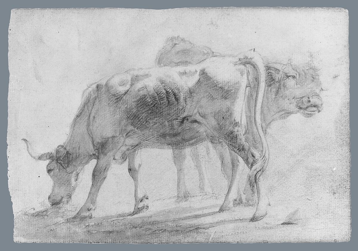 Cattle (from McGuire Scrapbook), Charles Catton, Jr. (British, London 1756–1819 New Paltz, New York), Gray wash and graphite on off-white laid paper, American