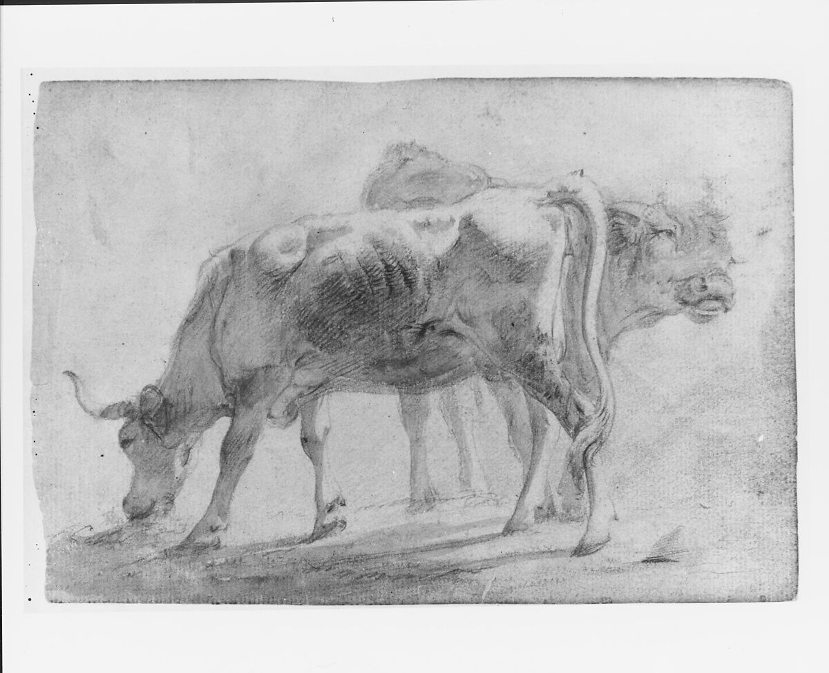 Cattle (from McGuire Scrapbook), Charles Catton, Jr. (British, London 1756–1819 New Paltz, New York), Gray wash and graphite on off-white laid paper, American 