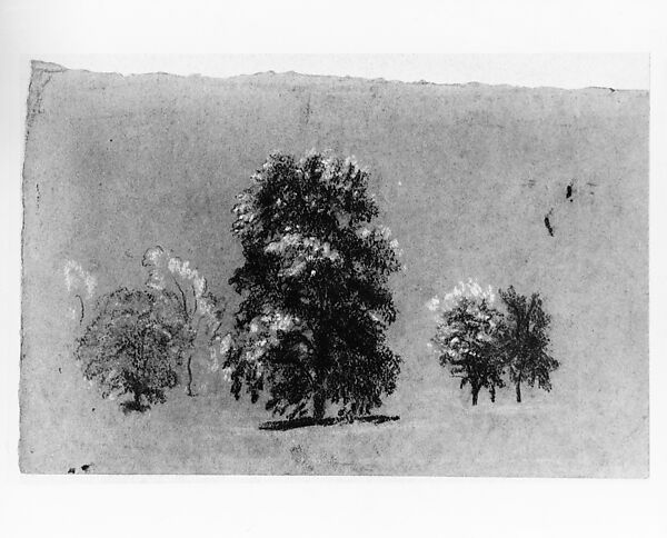 Tree Study, Arthur B. Davies (American, Utica, New York 1862–1928 Florence), Pastel and graphite on blue wove paper, American