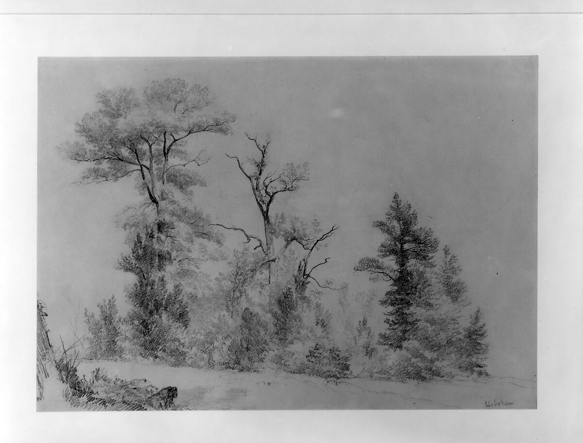 Three Trees, Hoboken, Asher Brown Durand (American, Jefferson, New Jersey 1796–1886 Maplewood, New Jersey), Graphite on yellowish buff-colored wove paper, American