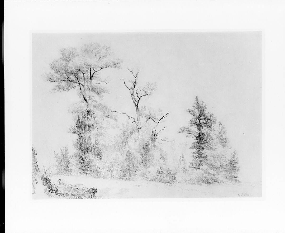 Three Trees, Hoboken, Asher Brown Durand (American, Jefferson, New Jersey 1796–1886 Maplewood, New Jersey), Graphite on yellowish buff-colored wove paper, American