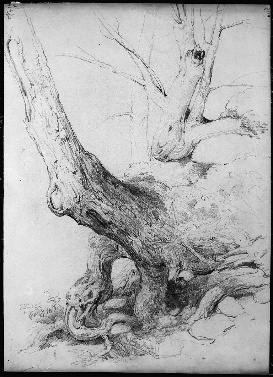 Sketch from Nature, Asher Brown Durand (American, Jefferson, New Jersey 1796–1886 Maplewood, New Jersey), Graphite on gray-green wove paper, American