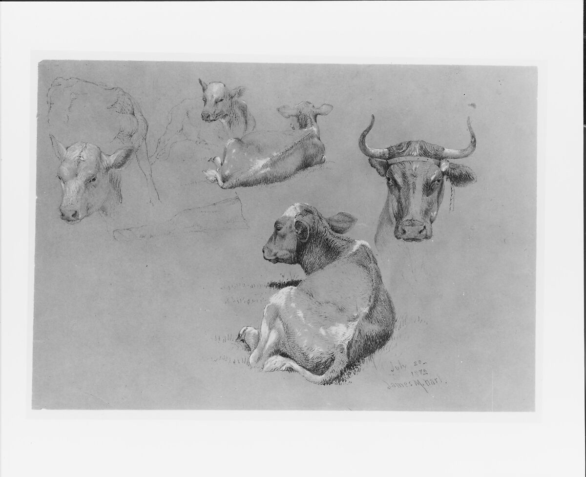 Studies of Cows and Calves, James M. Hart (American (born Scotland), Kilmarnock 1828–1901 New York), Graphite and white chalk on dark gray wove paper, American