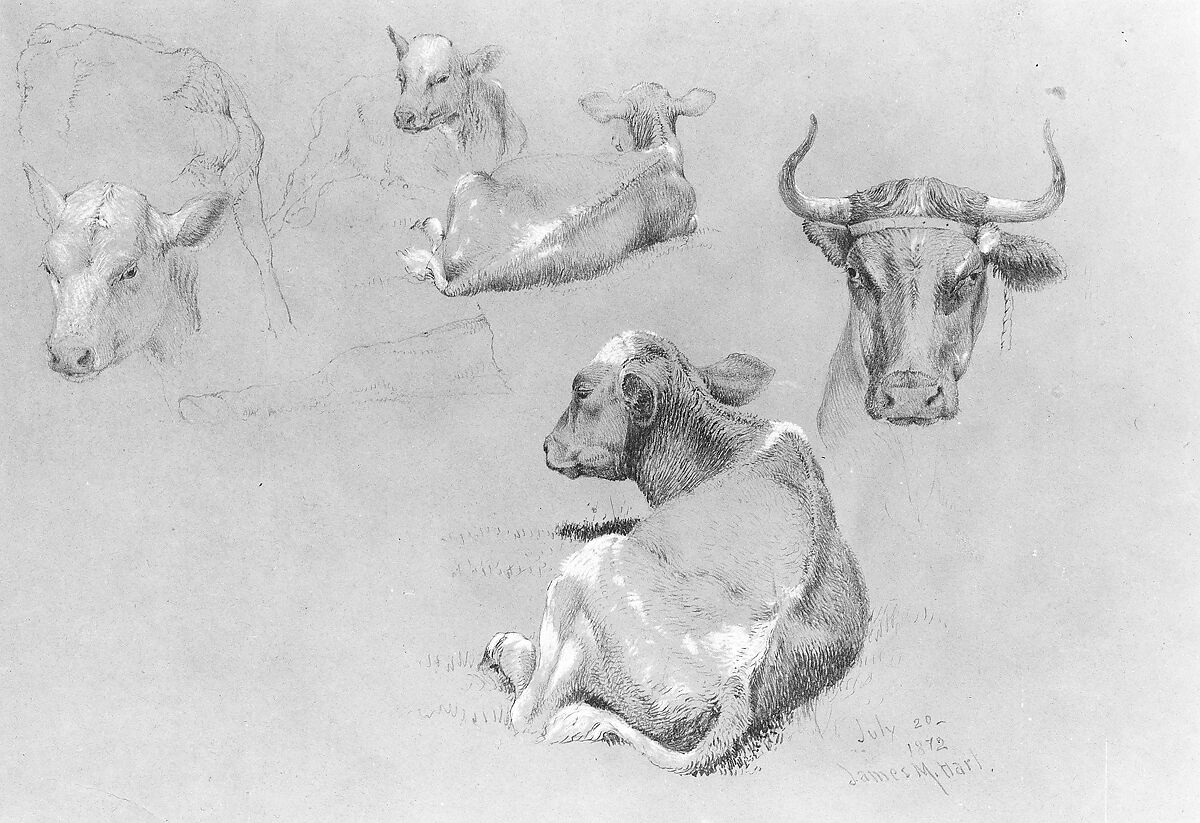 Studies of Cows and Calves, James M. Hart (American (born Scotland), Kilmarnock 1828–1901 New York), Graphite and white chalk on dark gray wove paper, American 