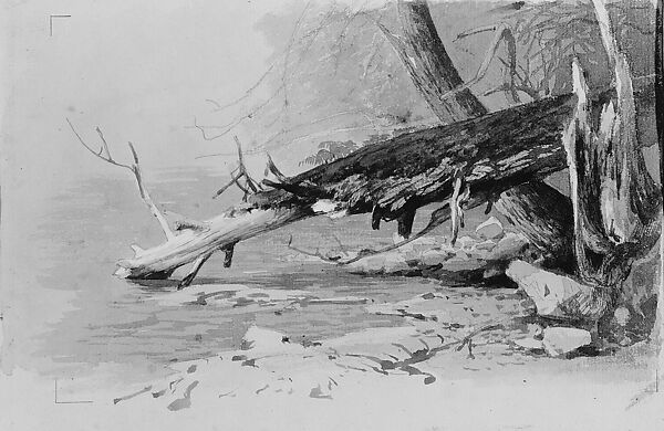 Moss-Covered Log, Herman Herzog (1831–1932), Watercolor, gouache, graphite, pen and ink, and ink washes (?) on off-white laid paper, American 