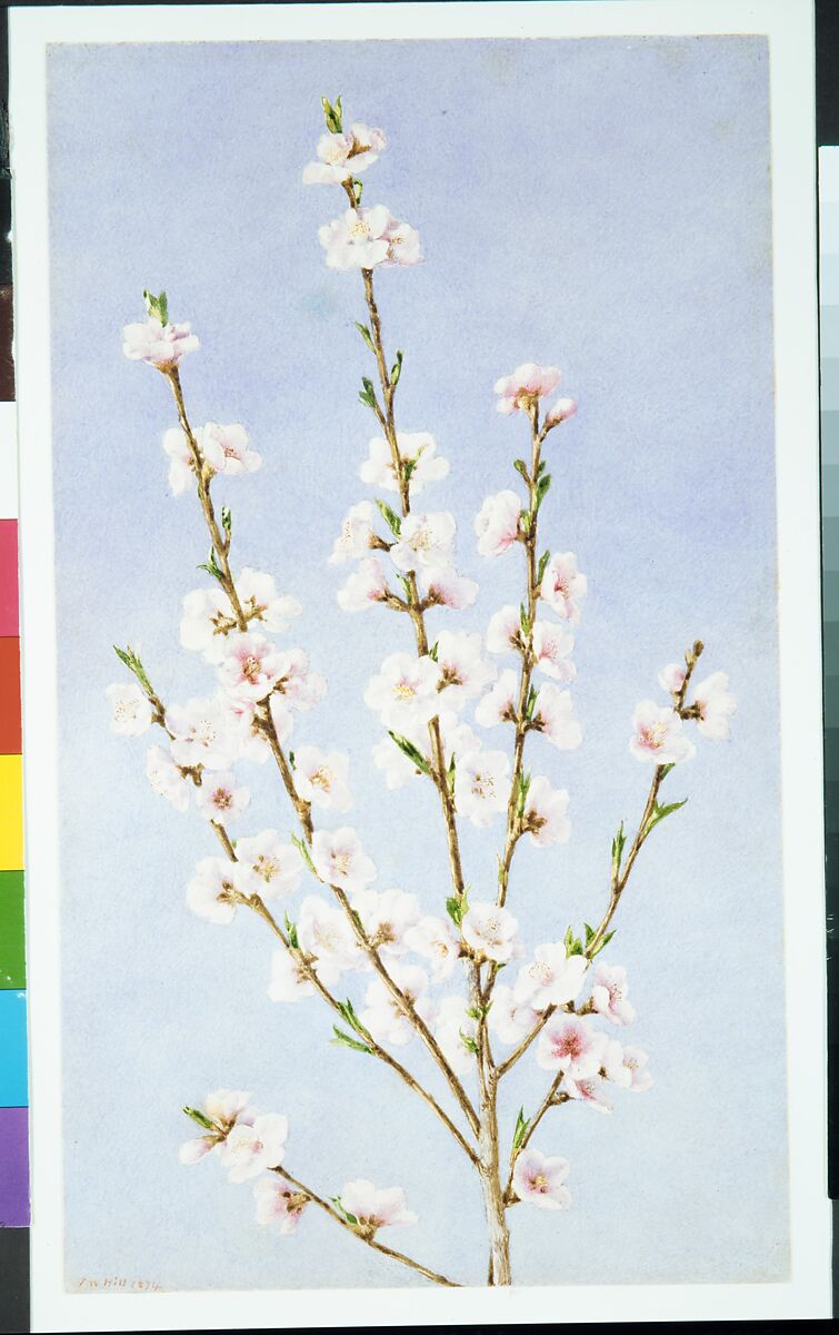Peach Blossoms, John William Hill (American (born England), London 1812–1879 West Nyack, New York), Watercolor and graphite on off-white wove paper, American