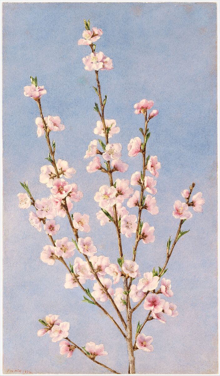Peach Blossoms, John William Hill (American (born England), London 1812–1879 West Nyack, New York), Watercolor and graphite on off-white wove paper, American