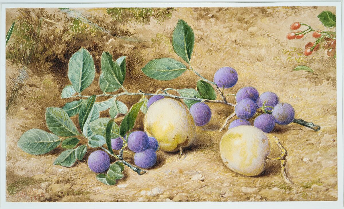 Plums, John William Hill (American (born England), London 1812–1879 West Nyack, New York), Watercolor, graphite, and gouache on off-white Bristol board, American