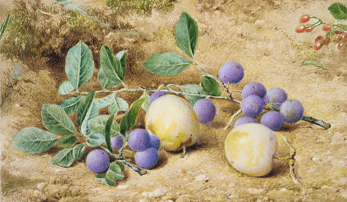 Plums, John William Hill (American (born England), London 1812–1879 West Nyack, New York), Watercolor, graphite, and gouache on off-white Bristol board, American
