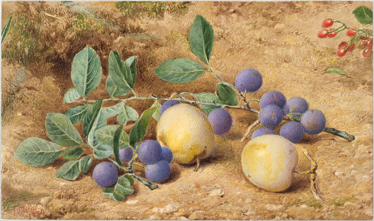 Plums, John William Hill (American (born England), London 1812–1879 West Nyack, New York), Watercolor, graphite, and gouache on off-white Bristol board, American 
