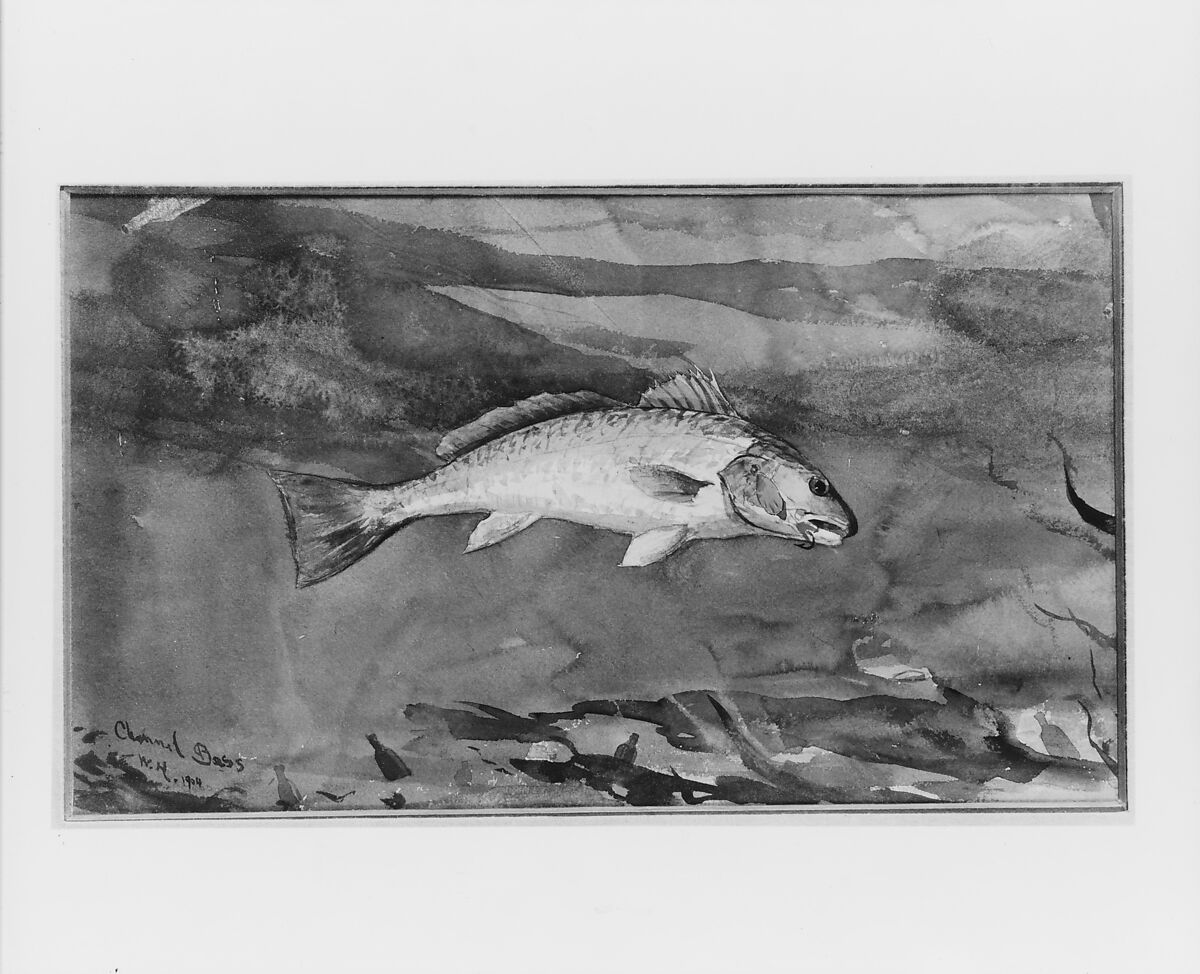Channel Bass, Winslow Homer (American, Boston, Massachusetts 1836–1910 Prouts Neck, Maine), Watercolor and graphite on white wove paper, American
