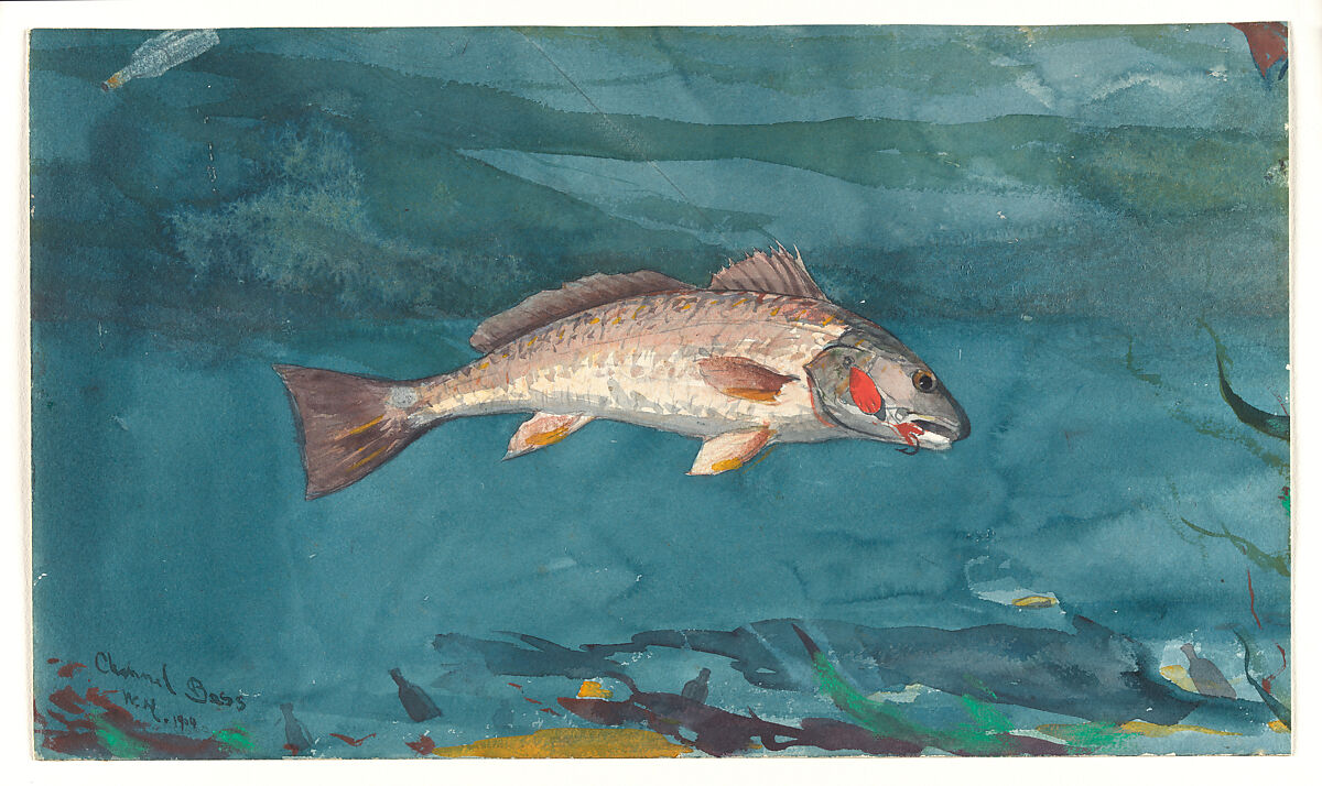 Channel Bass, Winslow Homer (American, Boston, Massachusetts 1836–1910 Prouts Neck, Maine), Watercolor and graphite on white wove paper, American 