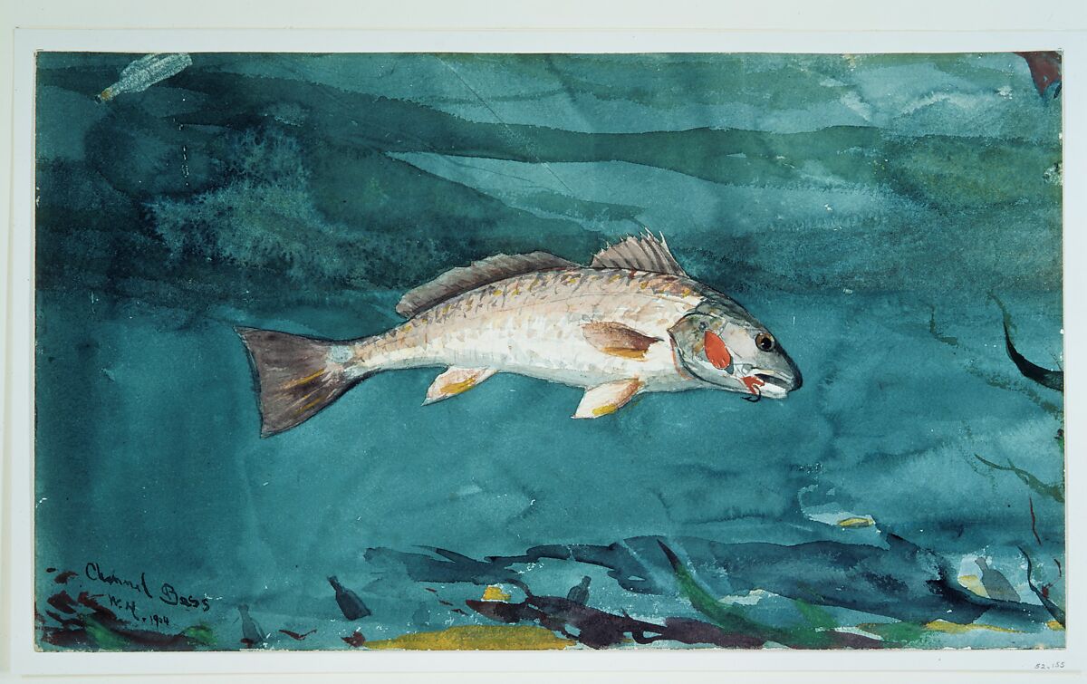 Channel Bass, Winslow Homer (American, Boston, Massachusetts 1836–1910 Prouts Neck, Maine), Watercolor and graphite on white wove paper, American