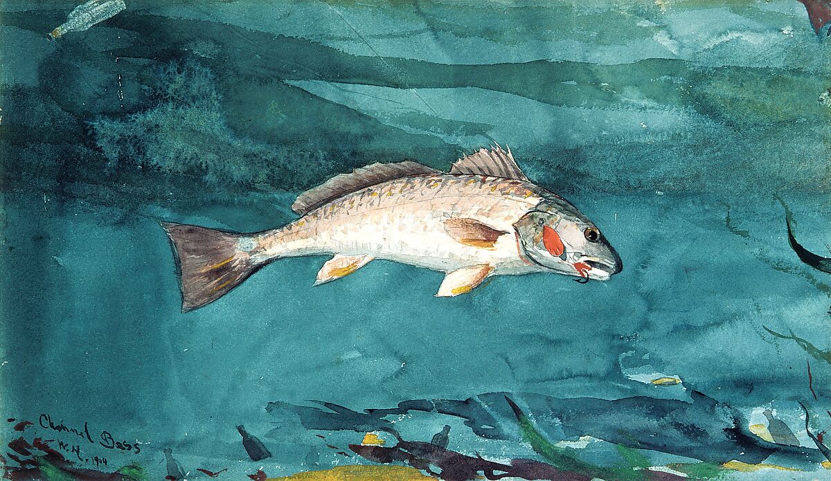 Channel Bass, Winslow Homer (American, Boston, Massachusetts 1836–1910 Prouts Neck, Maine), Watercolor and graphite on white wove paper, American