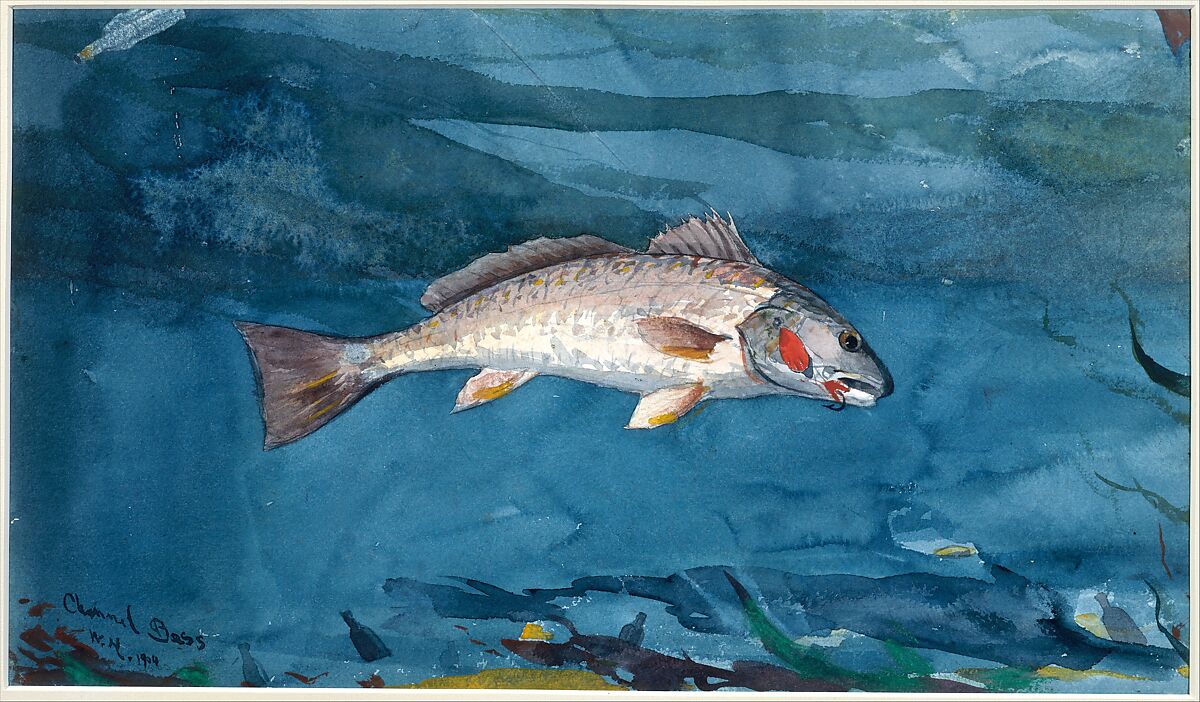 Channel Bass, Winslow Homer (American, Boston, Massachusetts 1836–1910 Prouts Neck, Maine), Watercolor and graphite on white wove paper, American