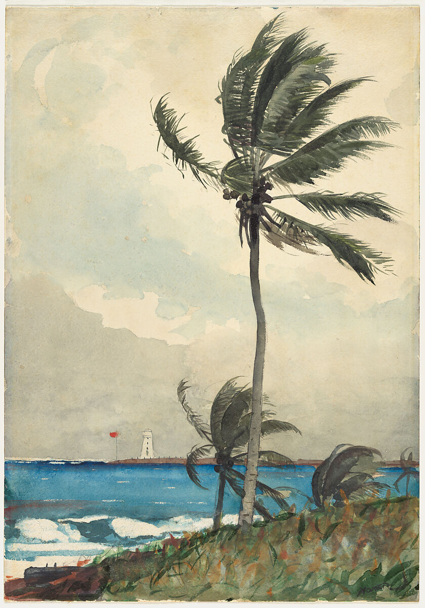 Palm Tree, Nassau, Winslow Homer (American, Boston, Massachusetts 1836–1910 Prouts Neck, Maine), Watercolor and graphite on off-white wove paper, American 