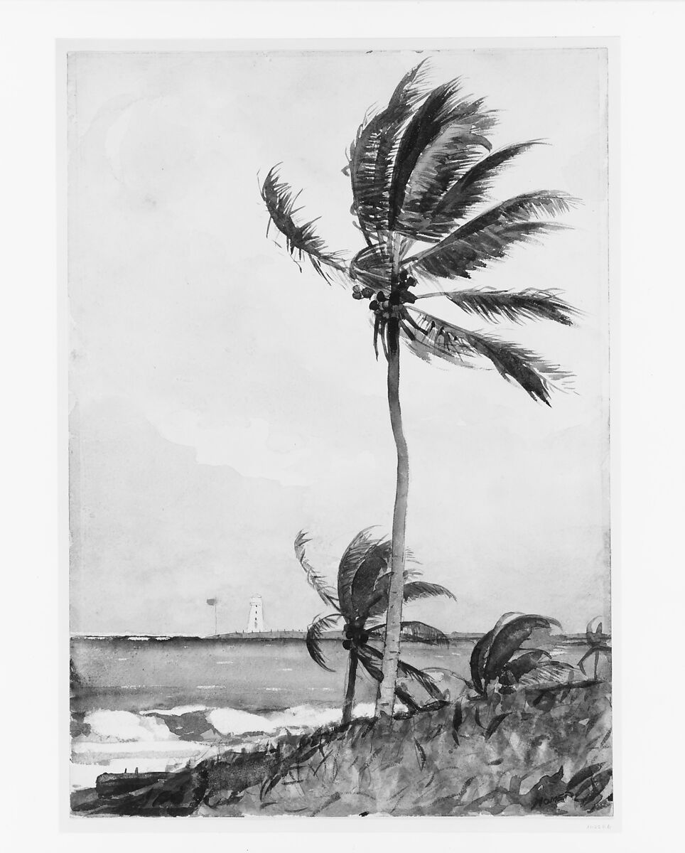 Palm Tree, Nassau, Winslow Homer (American, Boston, Massachusetts 1836–1910 Prouts Neck, Maine), Watercolor and graphite on off-white wove paper, American