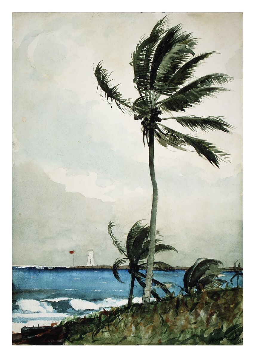 Palm Tree, Nassau, Winslow Homer (American, Boston, Massachusetts 1836–1910 Prouts Neck, Maine), Watercolor and graphite on off-white wove paper, American