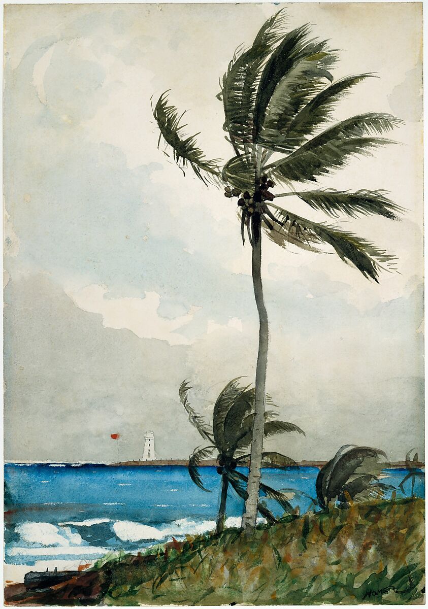 Palm Tree, Nassau, Winslow Homer (American, Boston, Massachusetts 1836–1910 Prouts Neck, Maine), Watercolor and graphite on off-white wove paper, American