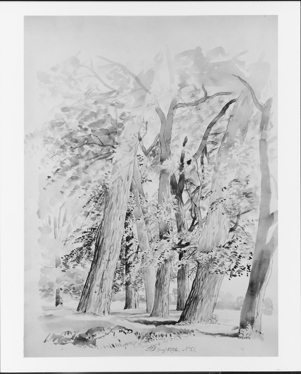 Trees, David Johnson (American, New York 1827–1908 Walden, New York), Black ink washes and graphite on off-white wove paper, American 