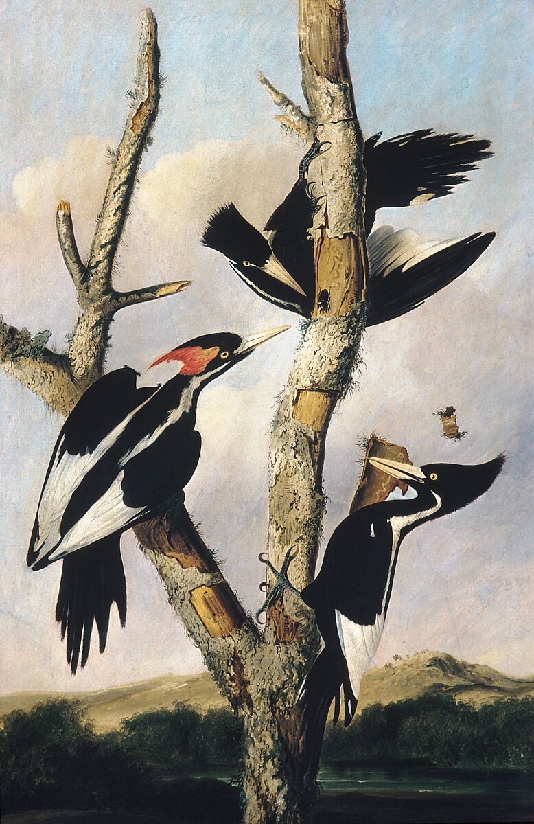 Ivory-billed Woodpeckers, Joseph Bartholomew Kidd (1808–1889), Oil on canvas, American 