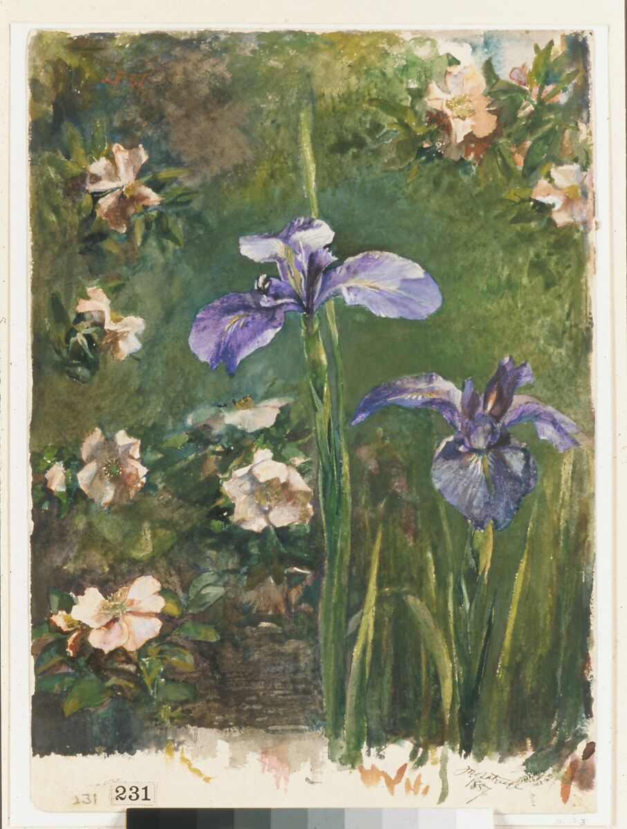 Wild Roses and Irises, John La Farge (American, New York 1835–1910 Providence, Rhode Island), Gouache and watercolor on white wove paper, American