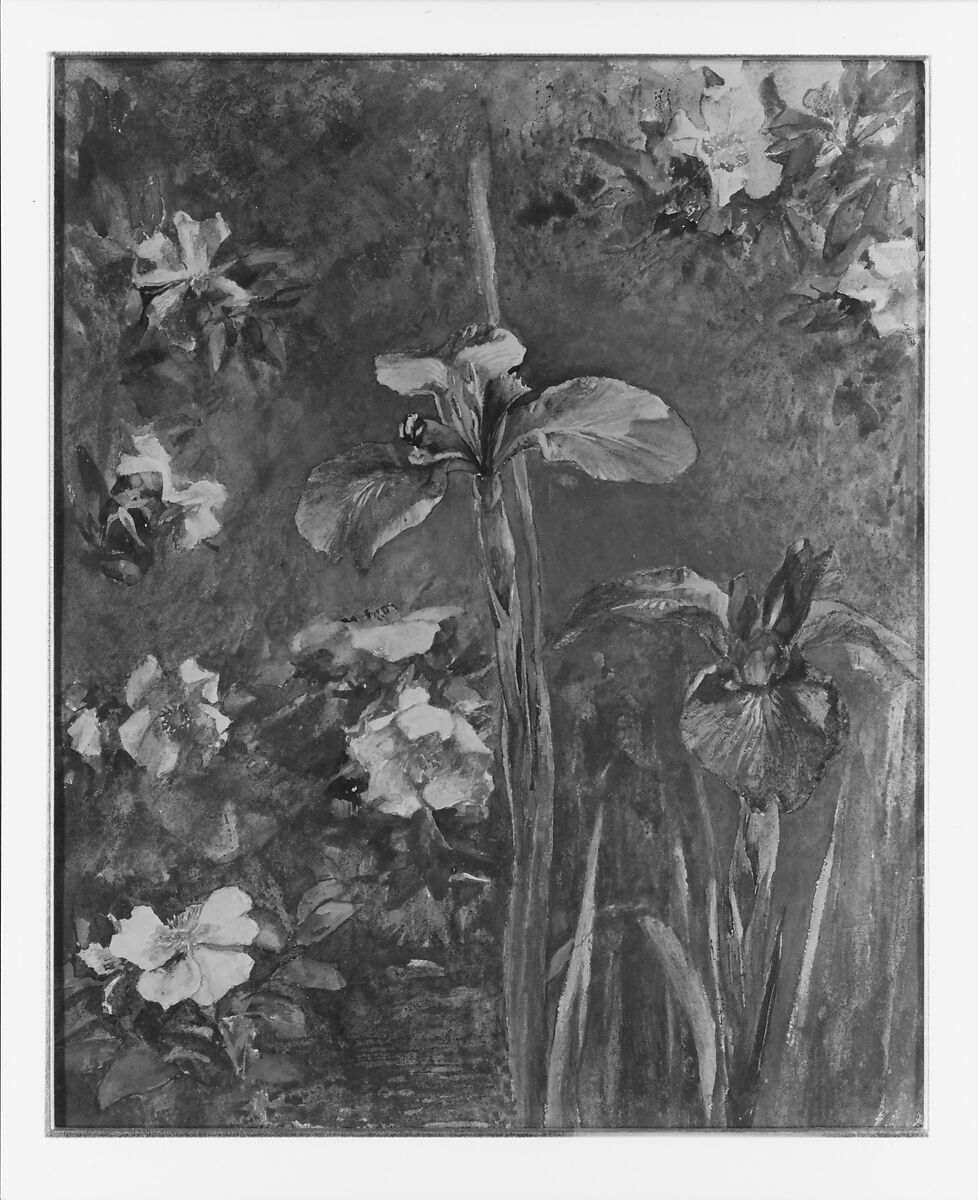 Wild Roses and Irises, John La Farge (American, New York 1835–1910 Providence, Rhode Island), Gouache and watercolor on white wove paper, American