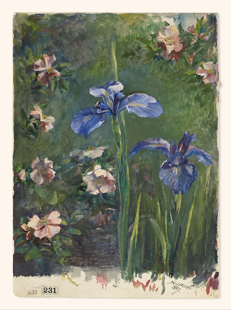 Wild Roses and Irises, John La Farge (American, New York 1835–1910 Providence, Rhode Island), Gouache and watercolor on white wove paper, American 