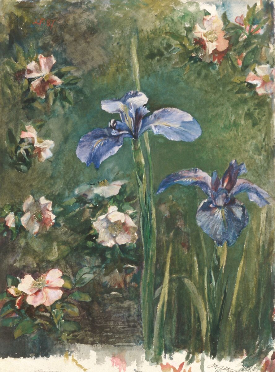 Wild Roses and Irises, John La Farge (American, New York 1835–1910 Providence, Rhode Island), Gouache and watercolor on white wove paper, American