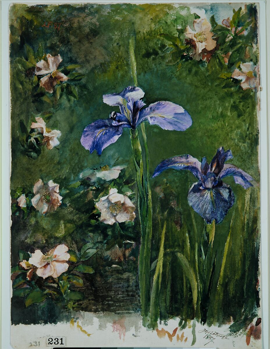 Wild Roses and Irises, John La Farge (American, New York 1835–1910 Providence, Rhode Island), Gouache and watercolor on white wove paper, American
