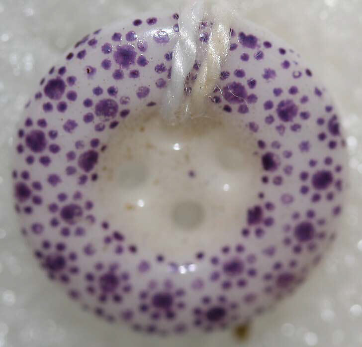 Button, china, British