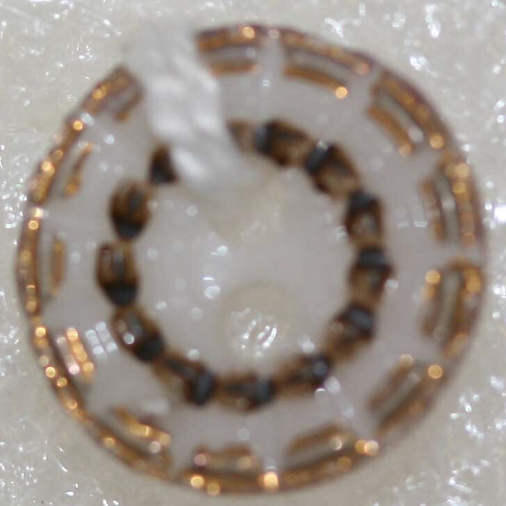 Button, porcelain, American or European