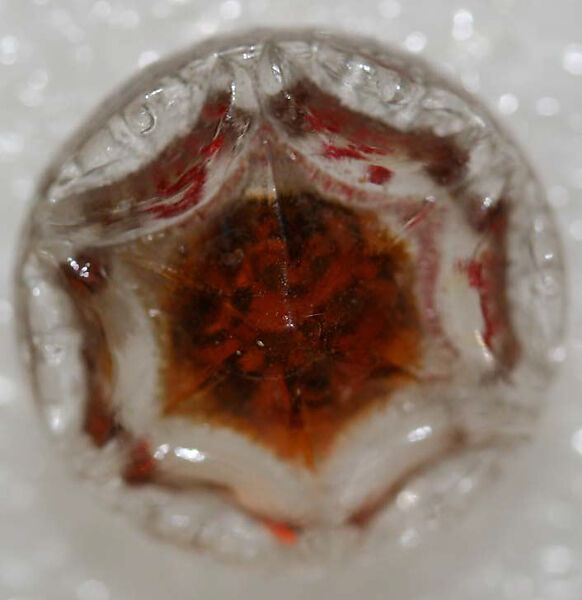 Button, glass, American or European