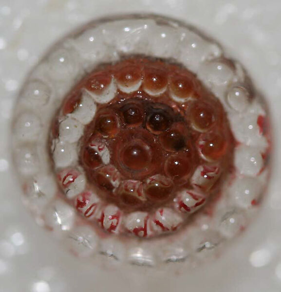 Button, glass, American or European
