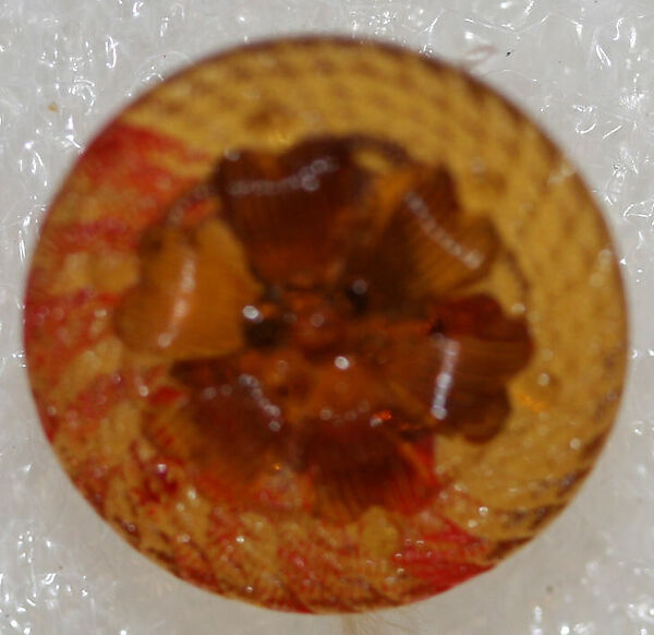 Button, glass, American or European