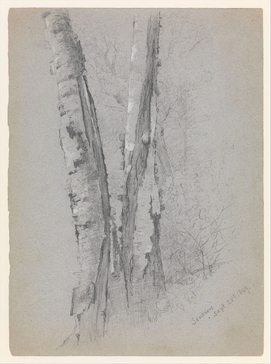 Study of Birch Trunks (Scribners'), Jervis McEntee (American, Rondout, New York 1828–1891 Rondout, New York), Graphite and gouache on blue wove paper, American 