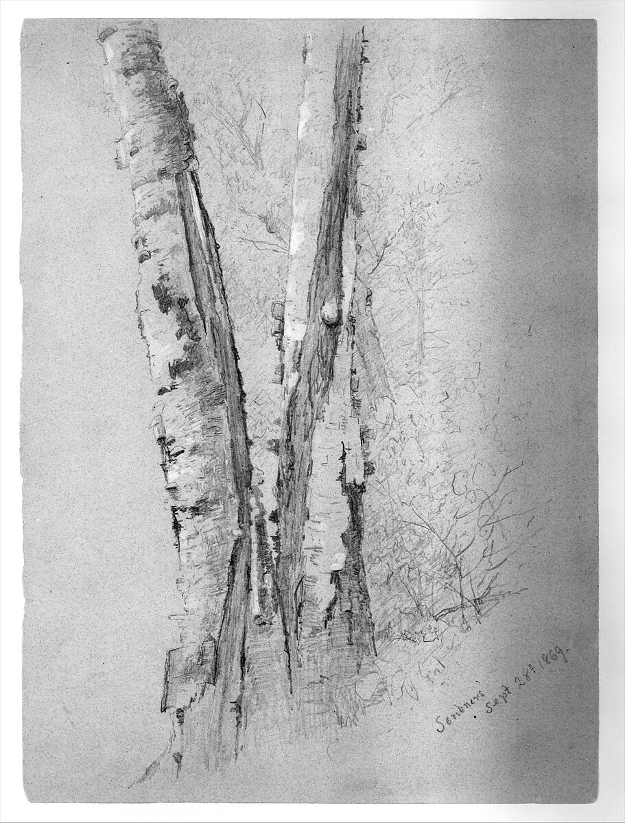 Study of Birch Trunks (Scribners'), Jervis McEntee (American, Rondout, New York 1828–1891 Rondout, New York), Graphite and gouache on blue wove paper, American